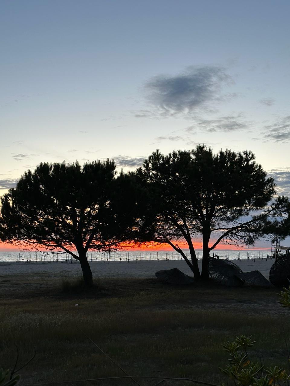 Sea and trees in a sunset